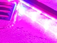 Bonsai health – light&nbsp;questions