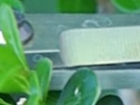 Branch-pruning questions, answered