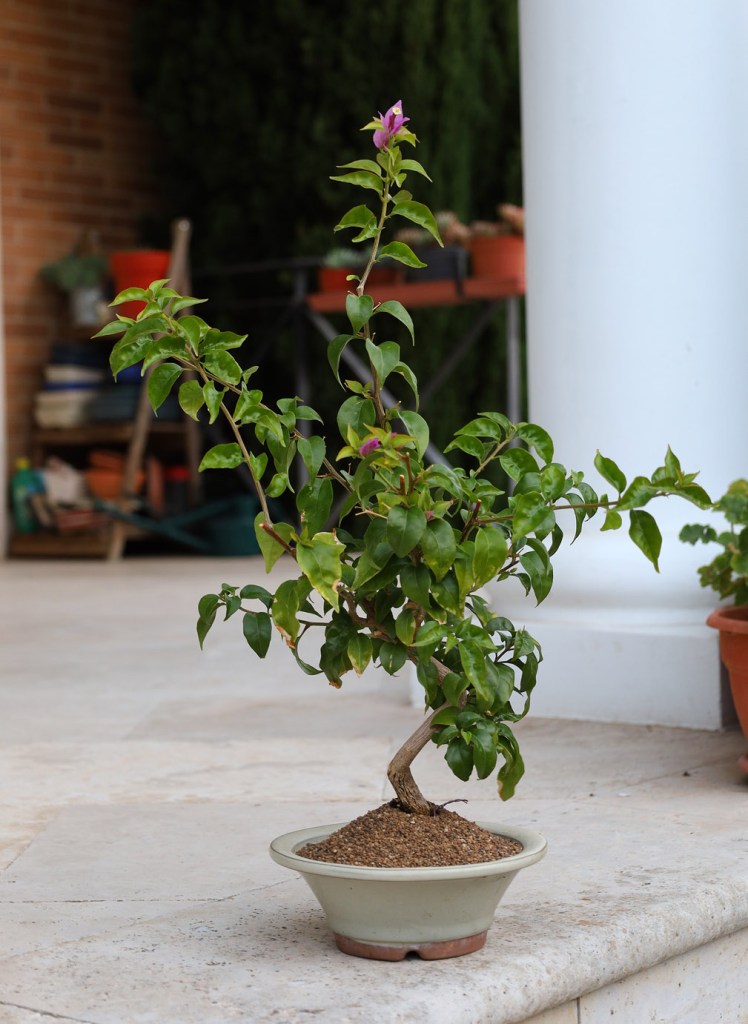 Bougainvillea bonsai, Oct 2025