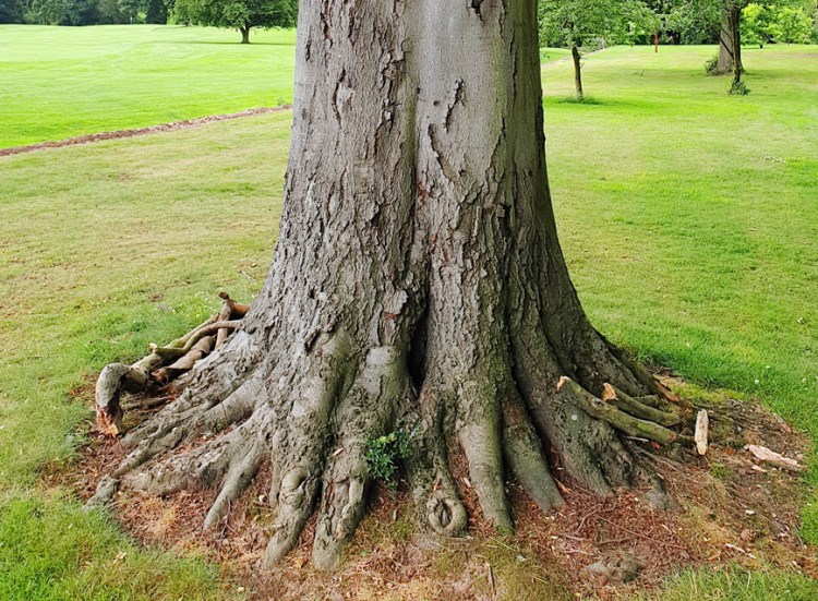 Tree in UK with beautiful balanced nebari
