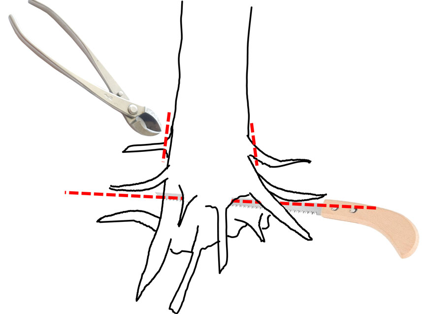 Chopping off roots that are not in the chosen root plane