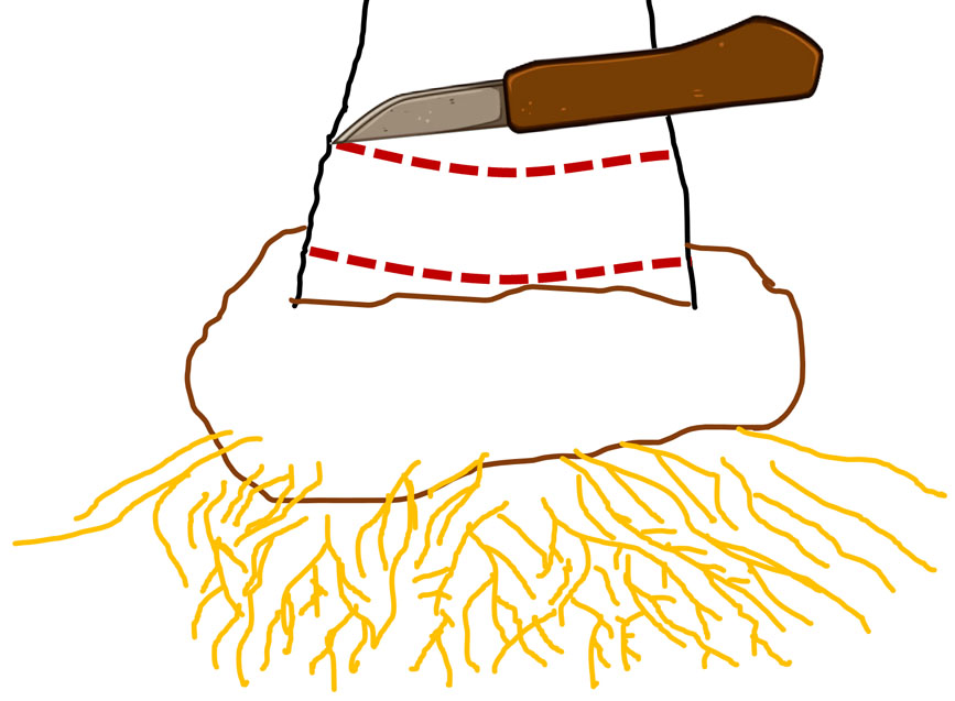 Ground layer above a trunk bulge