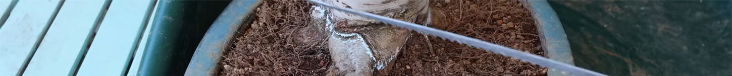 A saw ready to chop a surface root