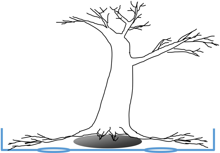 Potting a tree over a rounded stone